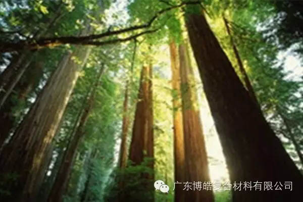 【博皓感悟】欲為大樹，莫與草爭-2