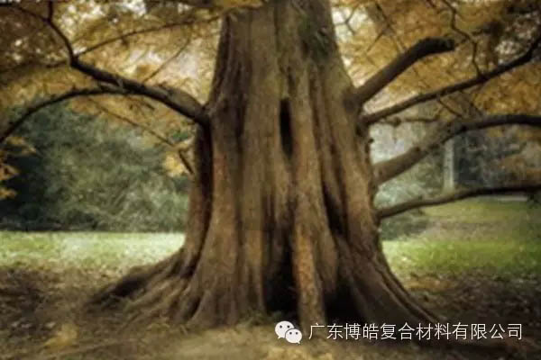 【博皓感悟】欲為大樹，莫與草爭-4